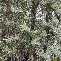 Bedfordia arborescens at Uriarra, NSW - 24 Nov 2024 08:45 AM