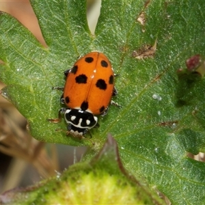 Hippodamia variegata (Spotted Amber Ladybird) at Nicholls, ACT by AlisonMilton