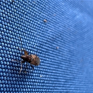 Rhyparochromidae (family) at Uriarra, NSW - 24 Nov 2024