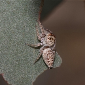 Opisthoncus grassator at Nicholls, ACT by AlisonMilton