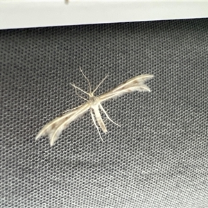 Wheeleria spilodactylus (Horehound plume moth) at Uriarra, NSW by JimL