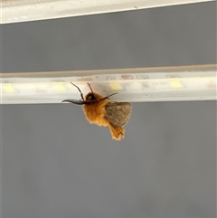 Lomera xanthochrysa (Lateral case moth) at Uriarra, NSW - 24 Nov 2024 by JimL