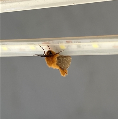 Lomera xanthochrysa (Lateral case moth) at Uriarra, NSW - 24 Nov 2024 by JimL