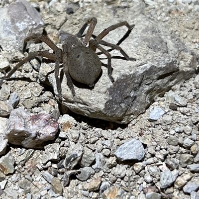 Unidentified Huntsman spider (Sparassidae) at Uriarra, NSW - 23 Nov 2024 by JimL