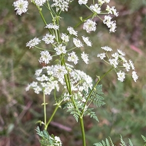 Conium maculatum at Uriarra, NSW - 23 Nov 2024