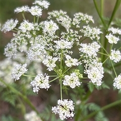 Conium maculatum at Uriarra, NSW - 23 Nov 2024