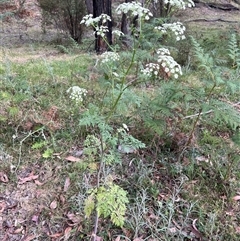 Conium maculatum at Uriarra, NSW - 23 Nov 2024 07:20 PM