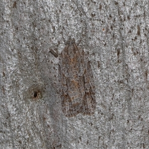 Acropolitis rudisana (Family Tortricinae) at Nicholls, ACT by AlisonMilton