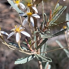 Olearia erubescens at Uriarra, NSW - 22 Nov 2024 by JimL