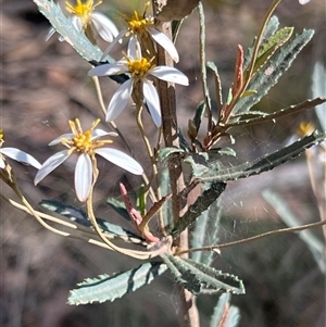 Olearia erubescens at Uriarra, NSW - 23 Nov 2024 09:06 AM