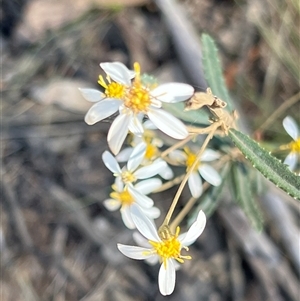 Olearia erubescens at Uriarra, NSW - 23 Nov 2024 09:06 AM