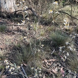 Olearia erubescens at Uriarra, NSW - 23 Nov 2024