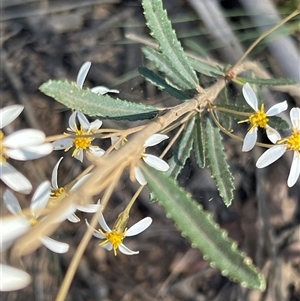 Olearia erubescens at Uriarra, NSW - 23 Nov 2024