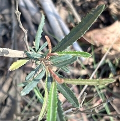 Olearia erubescens at Uriarra, NSW - 23 Nov 2024 09:06 AM