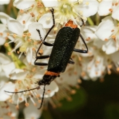 Chauliognathus lugubris (Plague Soldier Beetle) at Nicholls, ACT - 1 Nov 2024 by AlisonMilton