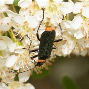 Chauliognathus lugubris at Nicholls, ACT - 1 Nov 2024