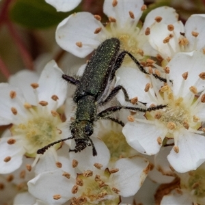 Eleale aspera (Clerid beetle) at Nicholls, ACT by AlisonMilton