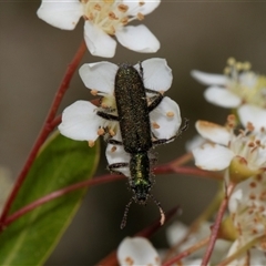 Eleale aspera at Nicholls, ACT - 1 Nov 2024 12:24 PM