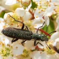 Eleale aspera at Nicholls, ACT - 1 Nov 2024 12:24 PM