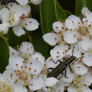 Eleale aspera at Nicholls, ACT - 1 Nov 2024 12:24 PM