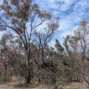 Eucalyptus blakelyi at Yarralumla, ACT - 24 Nov 2024