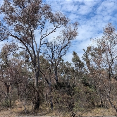 Eucalyptus blakelyi at Yarralumla, ACT - 23 Nov 2024 by HelenCross