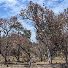 Eucalyptus blakelyi at Yarralumla, ACT - 24 Nov 2024 10:46 AM