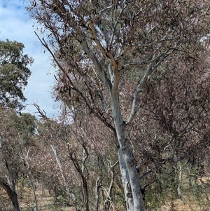 Eucalyptus blakelyi at Yarralumla, ACT - 24 Nov 2024