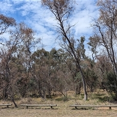 Eucalyptus blakelyi at Yarralumla, ACT - 24 Nov 2024