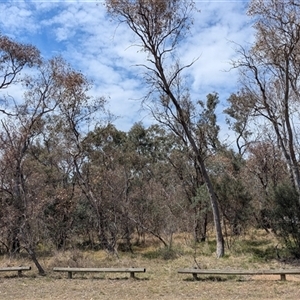 Eucalyptus blakelyi at Yarralumla, ACT - 24 Nov 2024