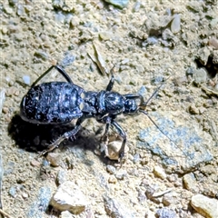 Peirates sp. (genus) at Kambah, ACT - 20 Nov 2024