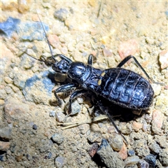 Peirates sp. (genus) at Kambah, ACT - 20 Nov 2024