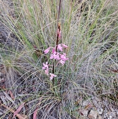 Dipodium roseum at Captains Flat, NSW - 24 Nov 2024 by IrishPete