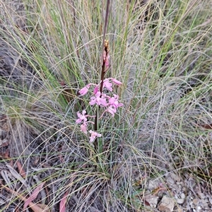 Dipodium roseum at Captains Flat, NSW - suppressed