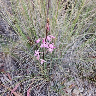 Dipodium roseum at Captains Flat, NSW - 24 Nov 2024 by IrishPete