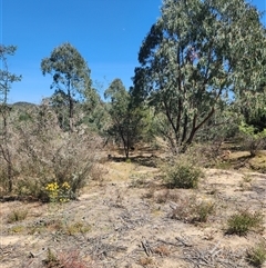 Sus scrofa (Feral Pig) at Uriarra Village, ACT - 23 Nov 2024 by rangerstacey