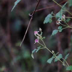 Rubus parvifolius at Uriarra, NSW - 23 Nov 2024 by JimL