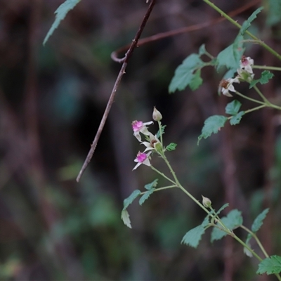 Rubus parvifolius at Uriarra, NSW - 23 Nov 2024 by JimL