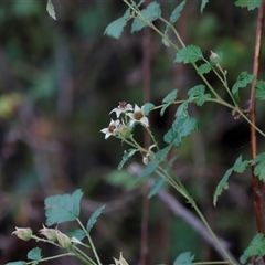 Rubus parvifolius at Uriarra, NSW - 23 Nov 2024 07:11 PM