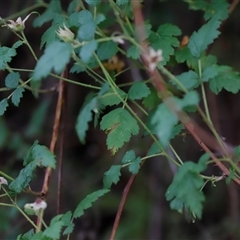 Rubus parvifolius at Uriarra, NSW - 23 Nov 2024 07:11 PM