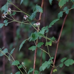 Rubus parvifolius at Uriarra, NSW - 23 Nov 2024 07:11 PM