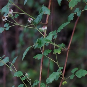 Rubus parvifolius at Uriarra, NSW - 23 Nov 2024 07:11 PM