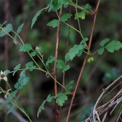 Rubus parvifolius at Uriarra, NSW - 23 Nov 2024 07:11 PM