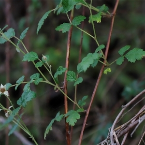 Rubus parvifolius at Uriarra, NSW - 23 Nov 2024 07:11 PM