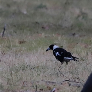 Gymnorhina tibicen at Uriarra, NSW - 23 Nov 2024 07:27 PM