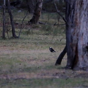 Gymnorhina tibicen at Uriarra, NSW - 23 Nov 2024