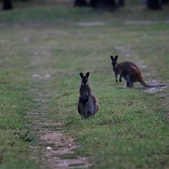 Notamacropus rufogriseus (Red-necked Wallaby) at Uriarra, NSW - 23 Nov 2024 by JimL