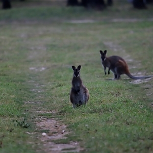 Notamacropus rufogriseus (Red-necked Wallaby) at Uriarra, NSW by JimL