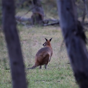 Notamacropus rufogriseus at Uriarra, NSW - 23 Nov 2024