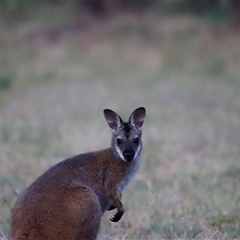 Notamacropus rufogriseus at Uriarra, NSW - 23 Nov 2024